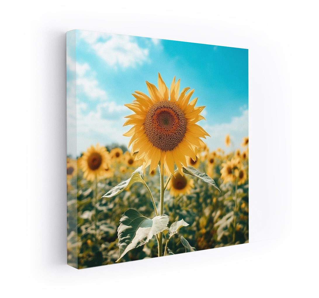 Sunflower Dance: Explosion of Light