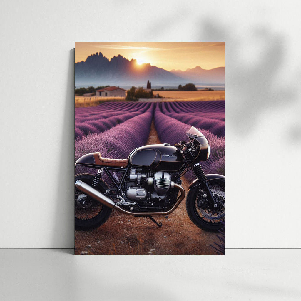 Speed and Lavender: Moto Guzzi in the Flowering Fields