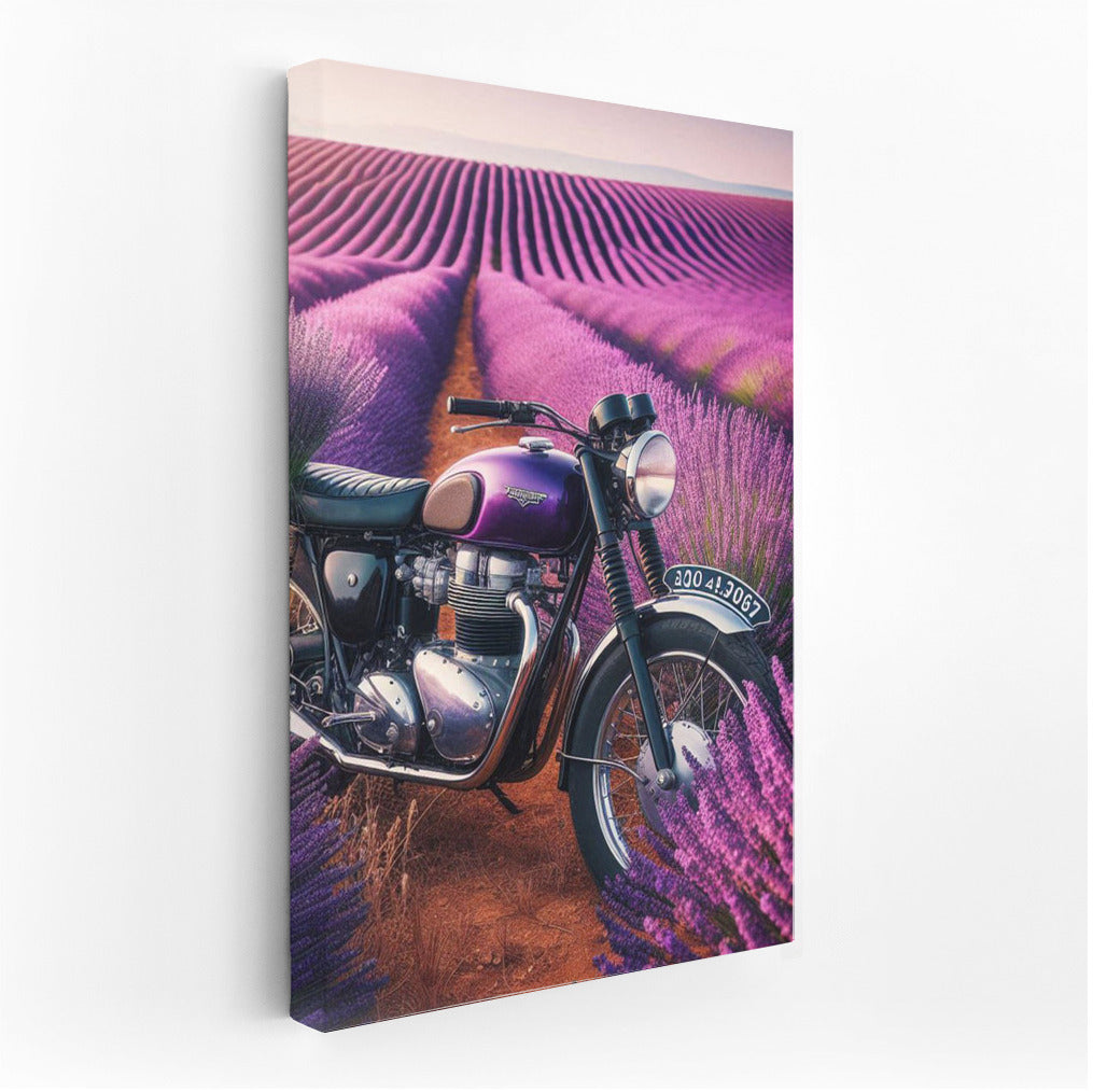 Triumph in Lavender Fields: Motorcycle and Nature in Harmony