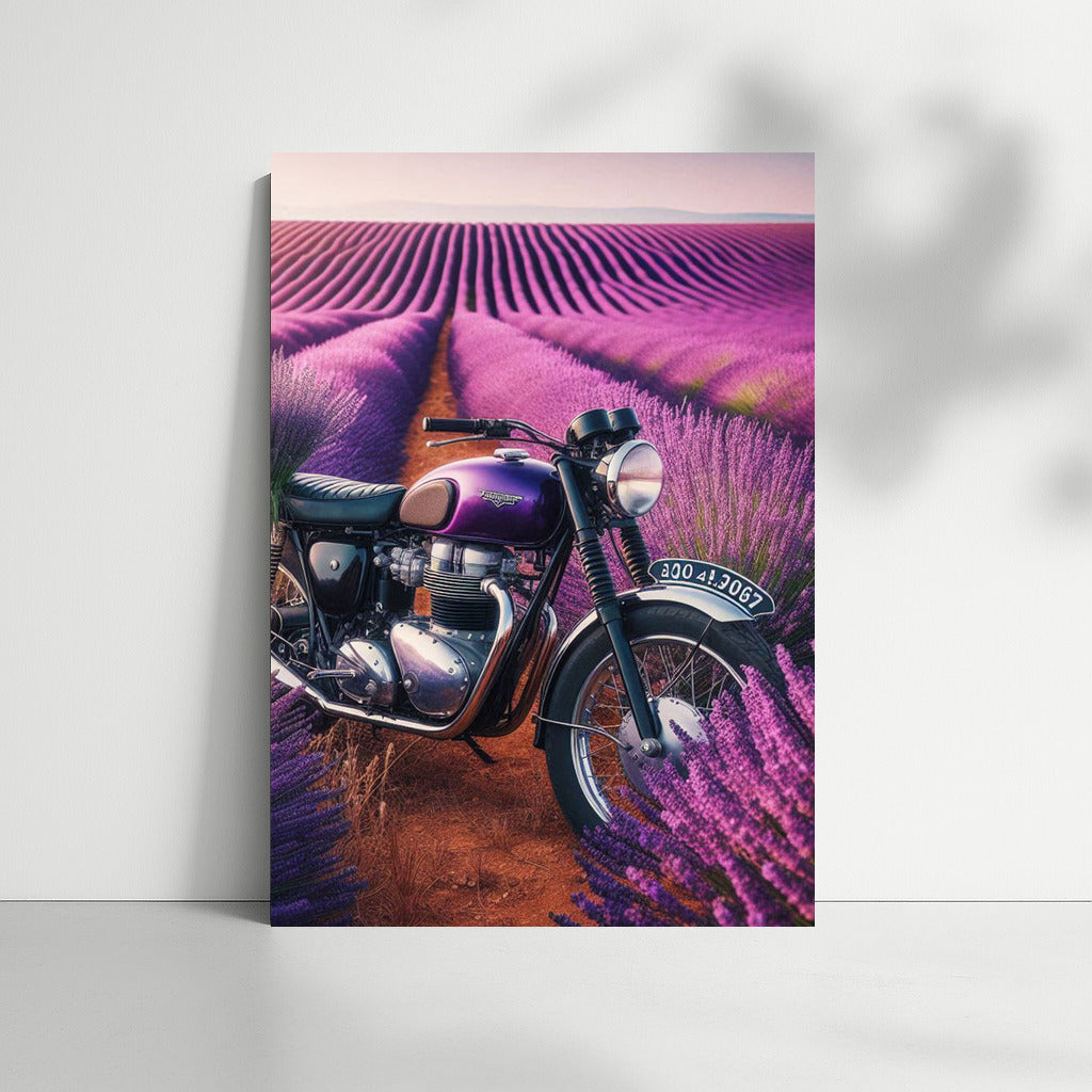 Triumph in Lavender Fields: Motorcycle and Nature in Harmony