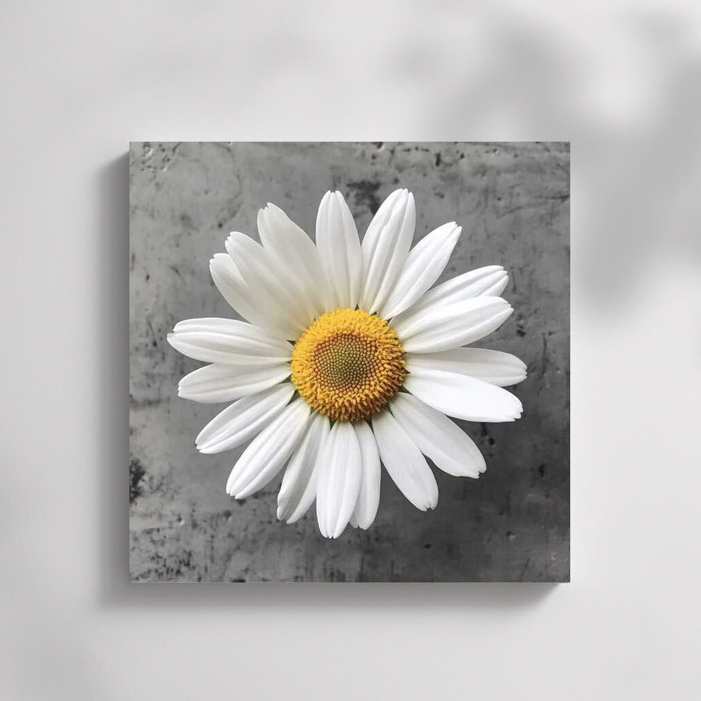 Snow-White Chamomile: Tenderness of Nature in the Interior