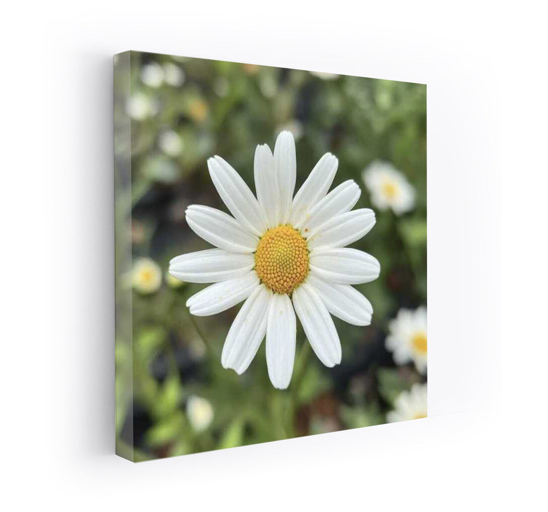 Snow-White Daisies: Tenderness of Petals