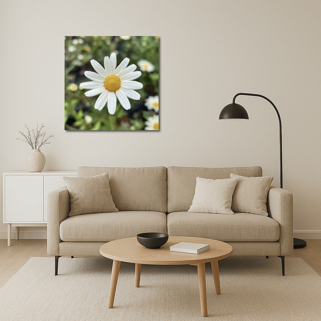 Snow-White Daisies: Tenderness of Petals