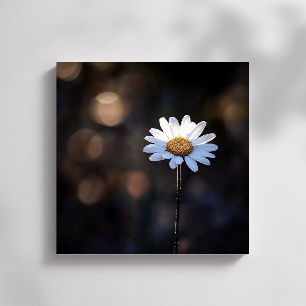 Chamomile Leicanthemum: Mysterious Floral Harmony for the Interior