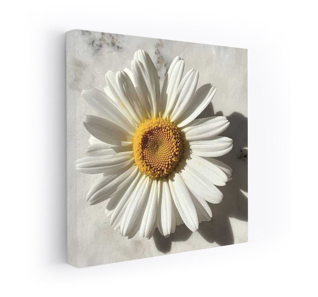 Summer Freshness: White Daisy