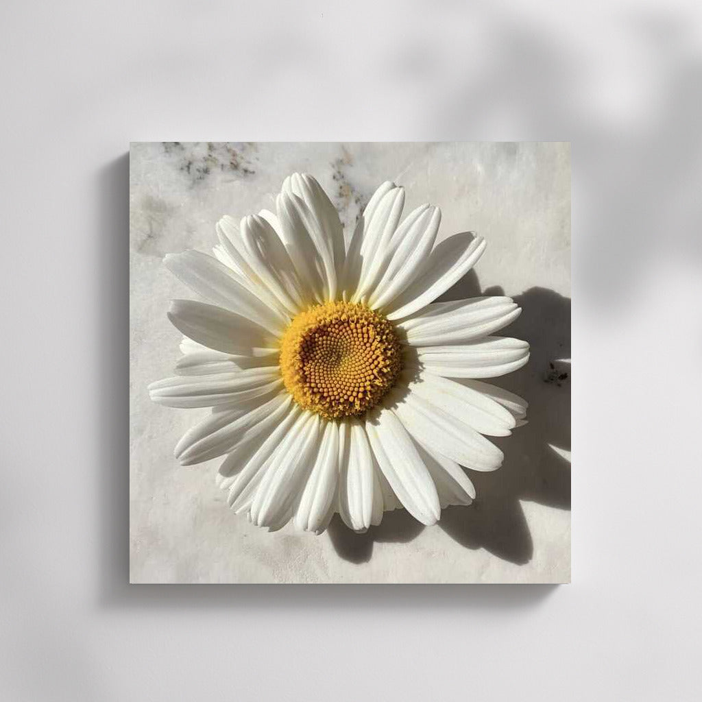 Summer Freshness: White Daisy