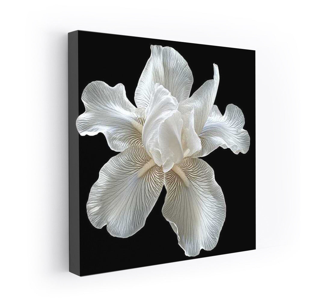 Iris White Pearl: Mother of Pearl Flower for Interior