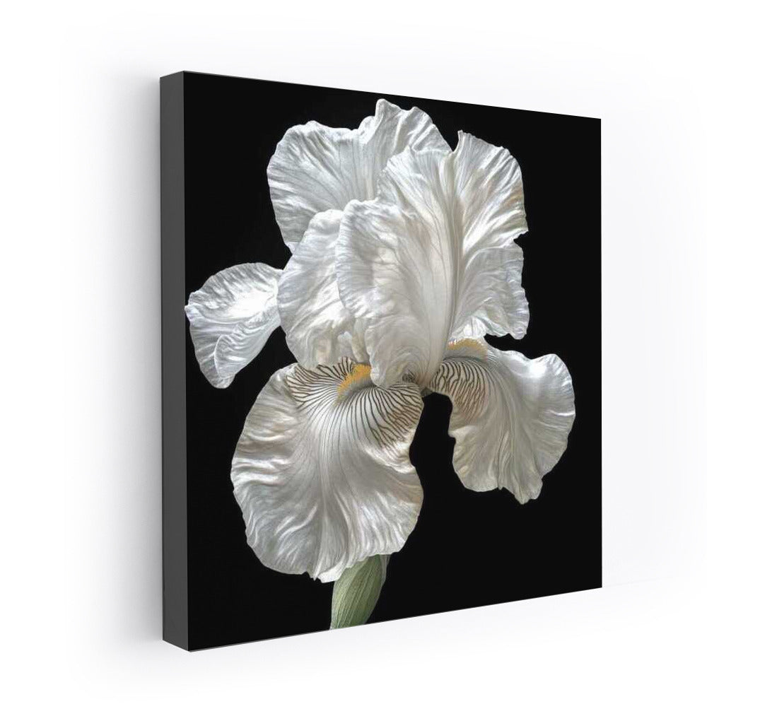 Iris White Pearl: Iridescent Floral Masterpiece