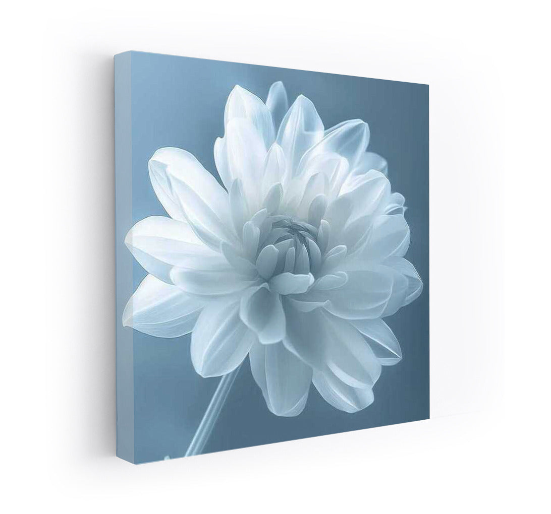 White Dahlia: Tenderness and Sophistication