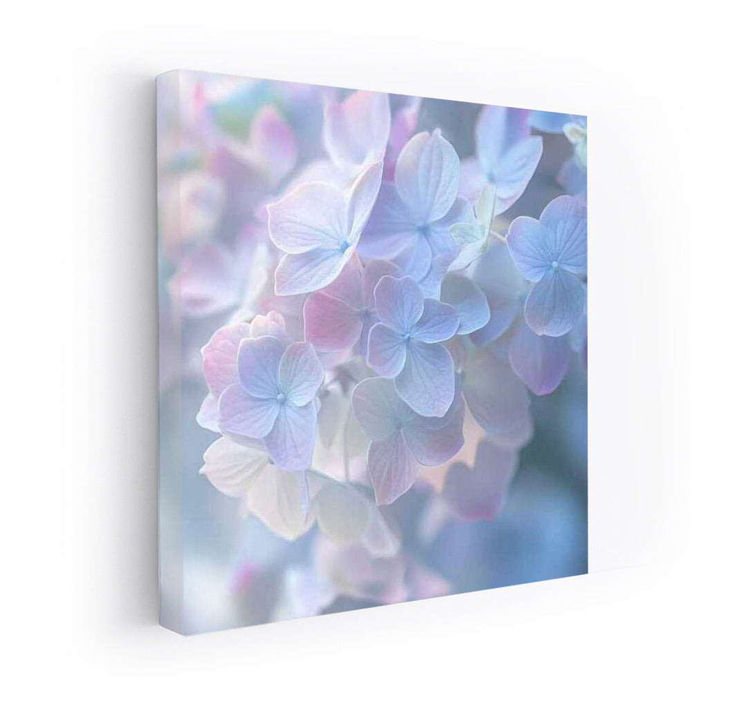 Tenderness of Hydrangea: Delicate Flowers of Hydrangea Macrophylla