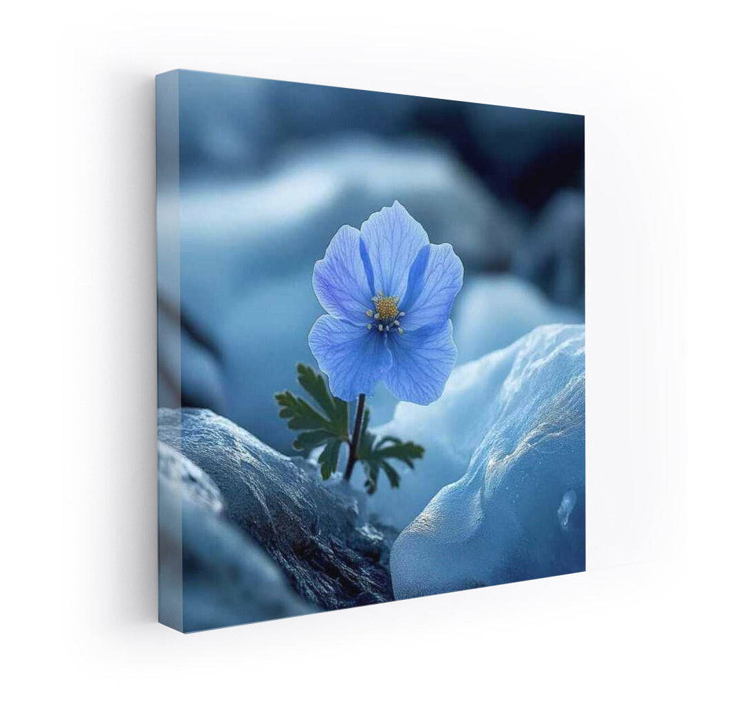 Antarctic Mystery: The Hidden Flower of Edelweiss