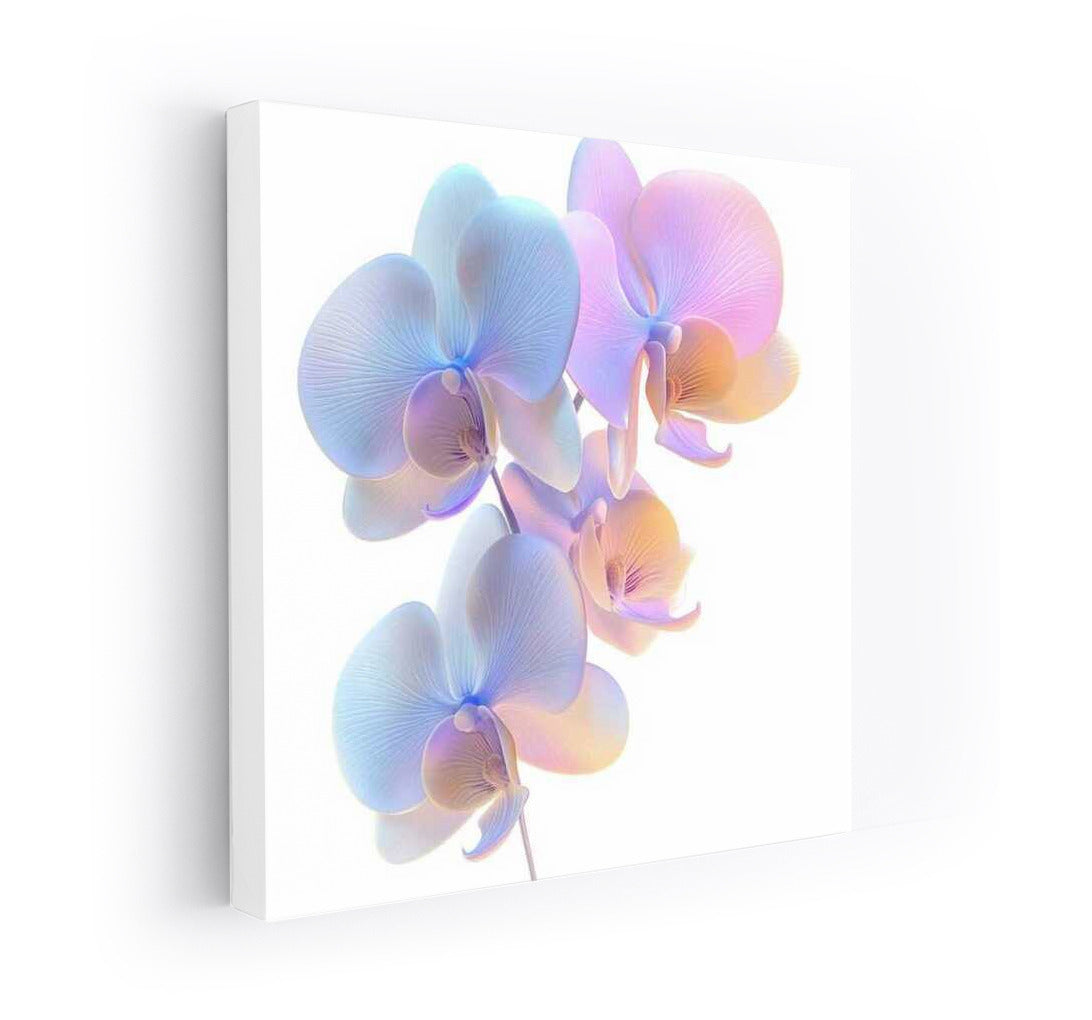 Phalaenopsis Orchid Bloom: Inspiration and Beauty