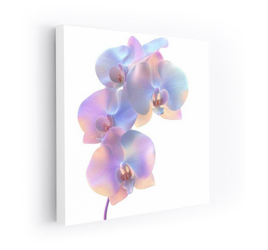 Phalaenopsis Orchid Bloom: The Splendor of Nature