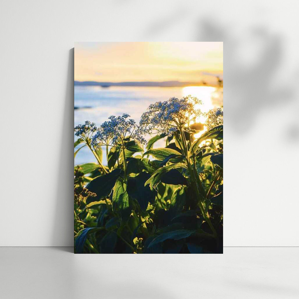 Chamomile Sunny Triumph: Blue and Yellow Flower Waltz