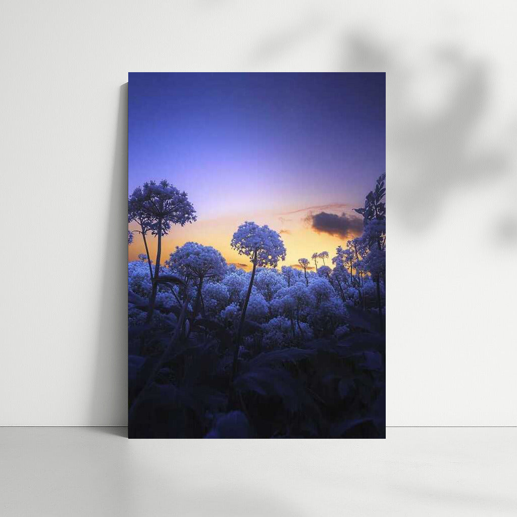 Blue Flowers at Sunset: Gentle Touch of Nature