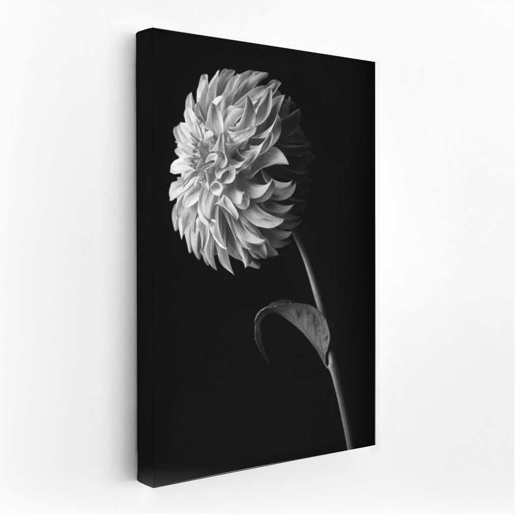 Black and White Dahlia: Elegance of Flower Lines