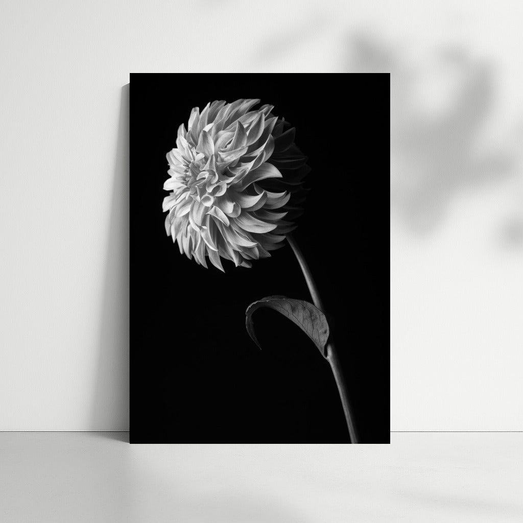 Black and White Dahlia: Elegance of Flower Lines