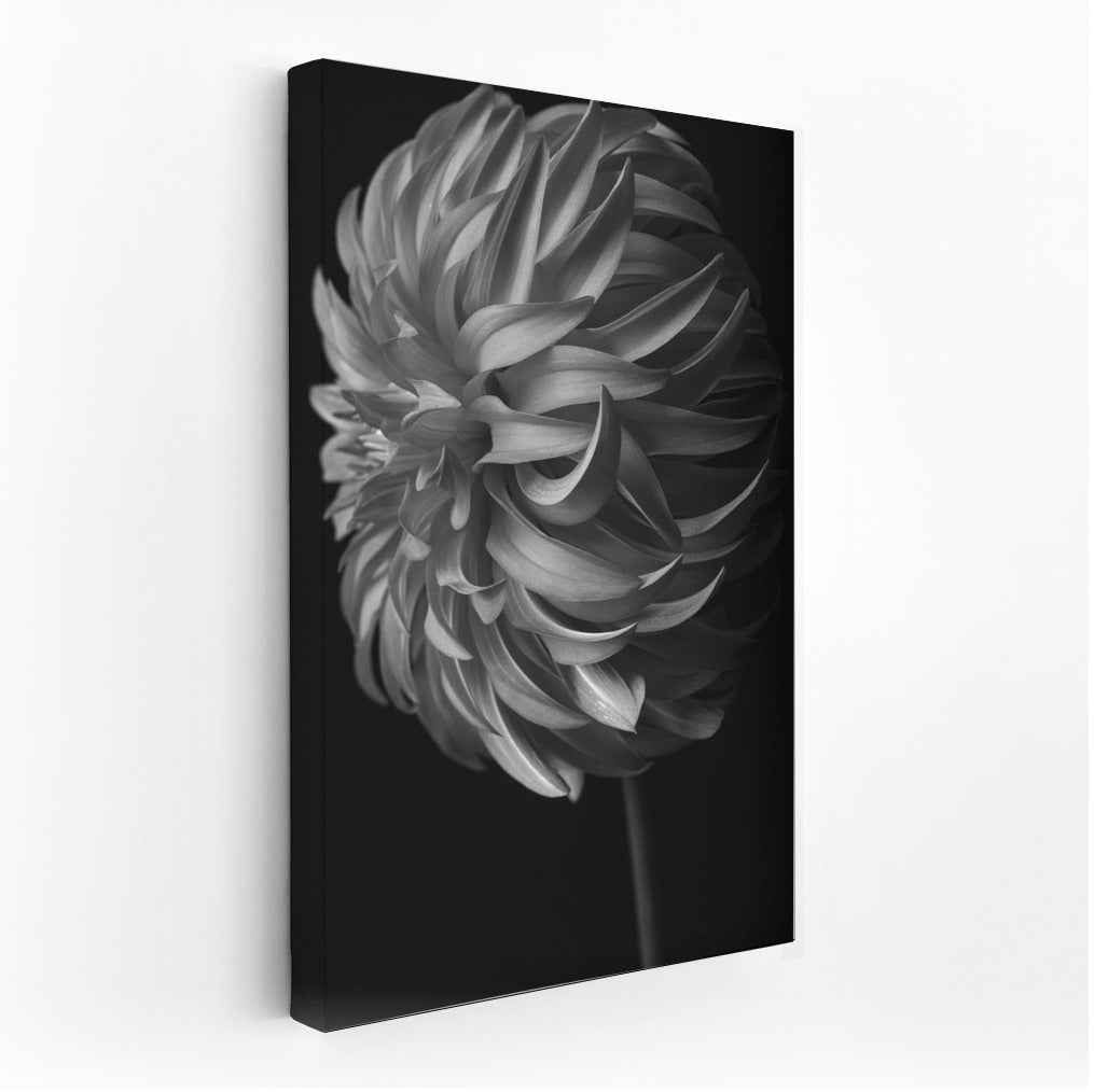 Black and White Dahlia: Elegant Floral Decor