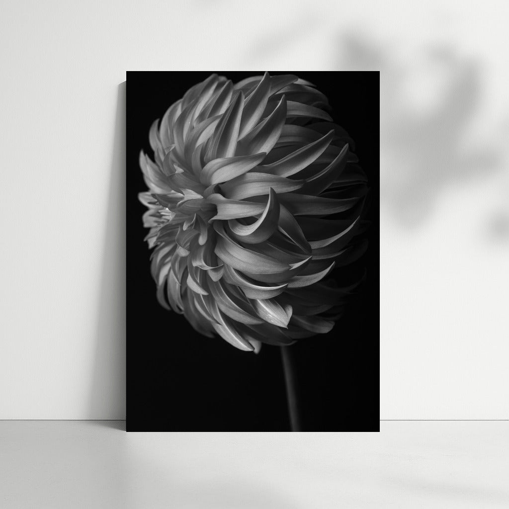 Black and White Dahlia: Elegant Floral Decor