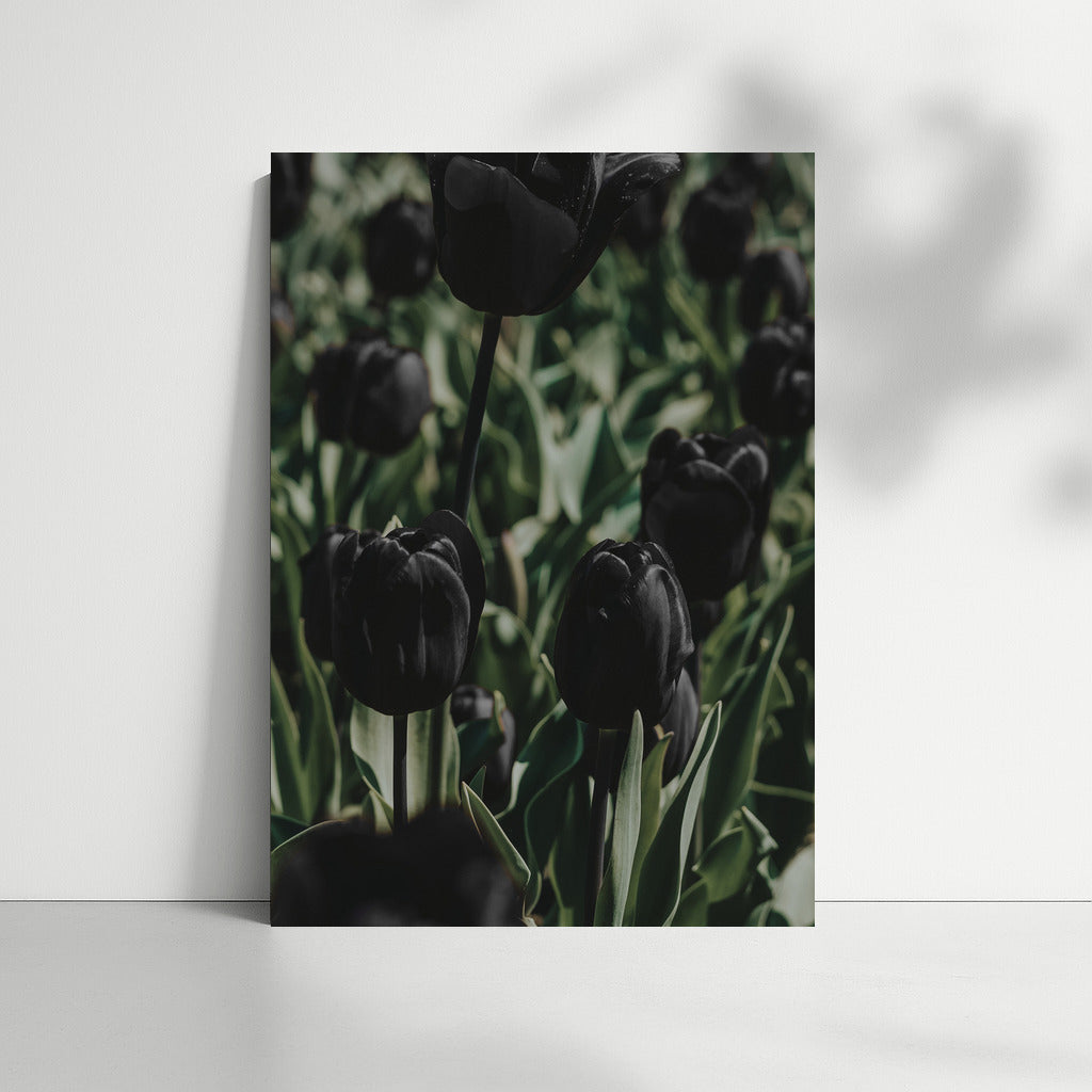 Black Tulips: Flower Poetry in Wall Decor