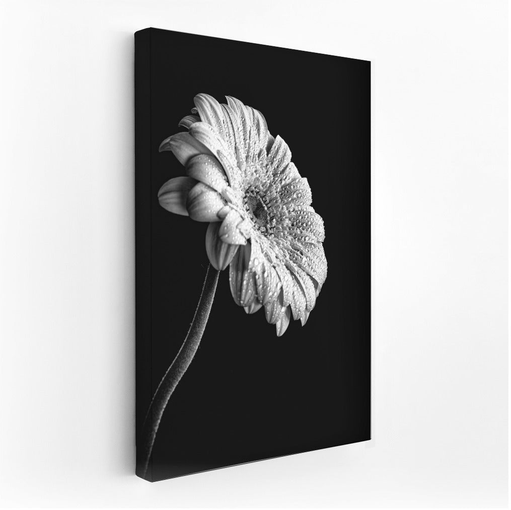 Gerbera Elegance: A Delicate Flower for the Interior