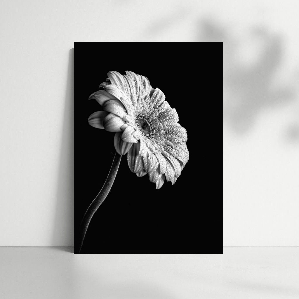 Gerbera Elegance: A Delicate Flower for the Interior