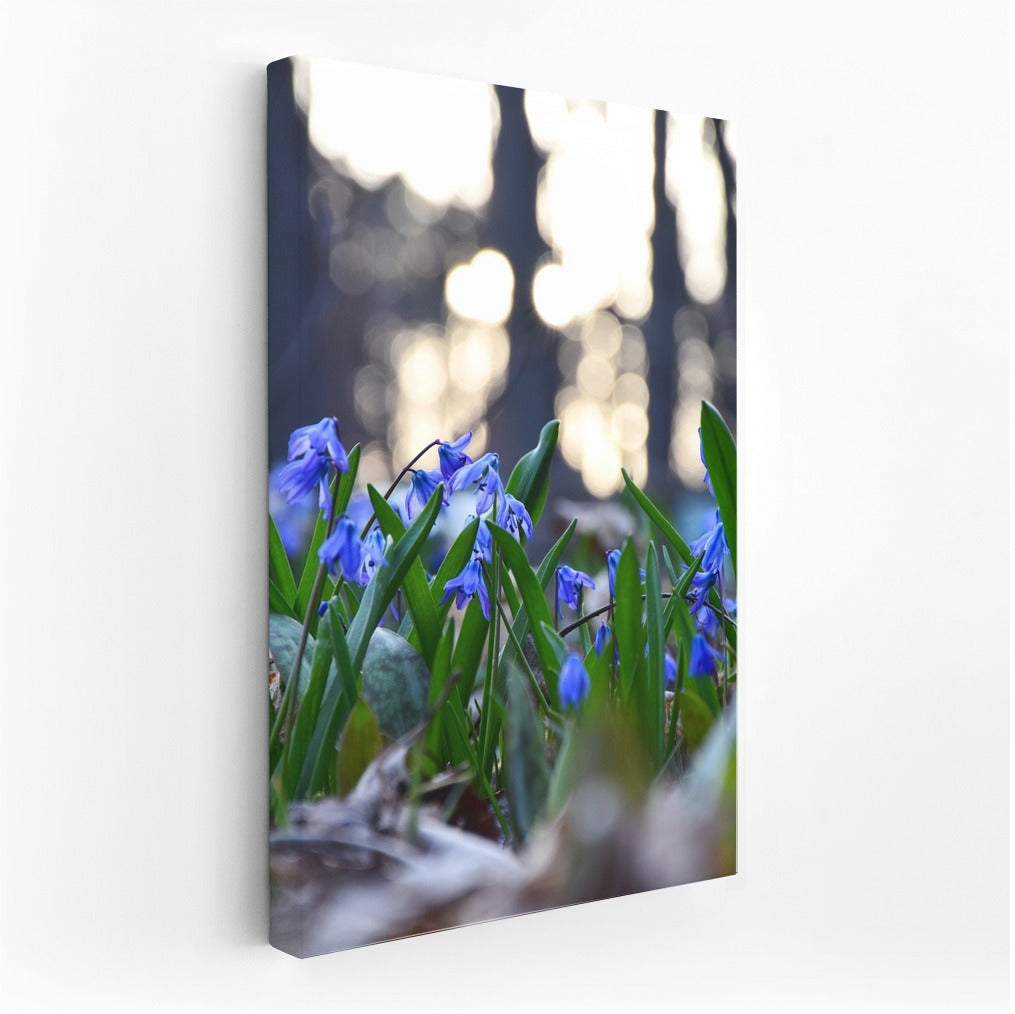 Blue Scylla: Awakening Spring in Your Interior