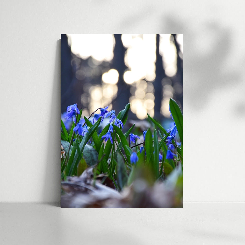 Blue Scylla: Awakening Spring in Your Interior