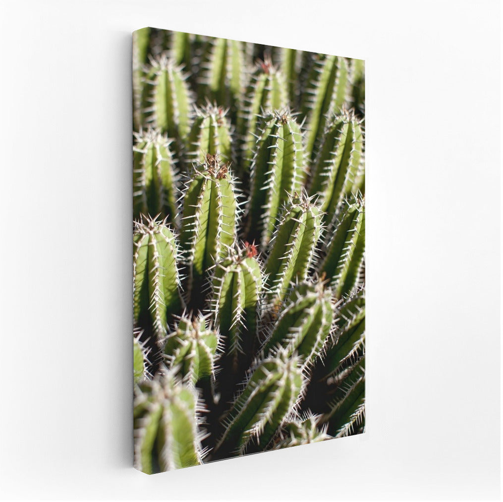 Green Dance of Cacti: Symphony of Nature