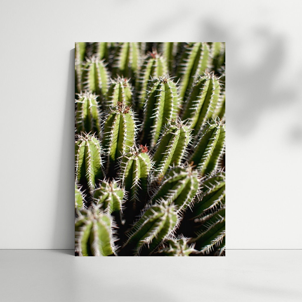 Green Dance of Cacti: Symphony of Nature
