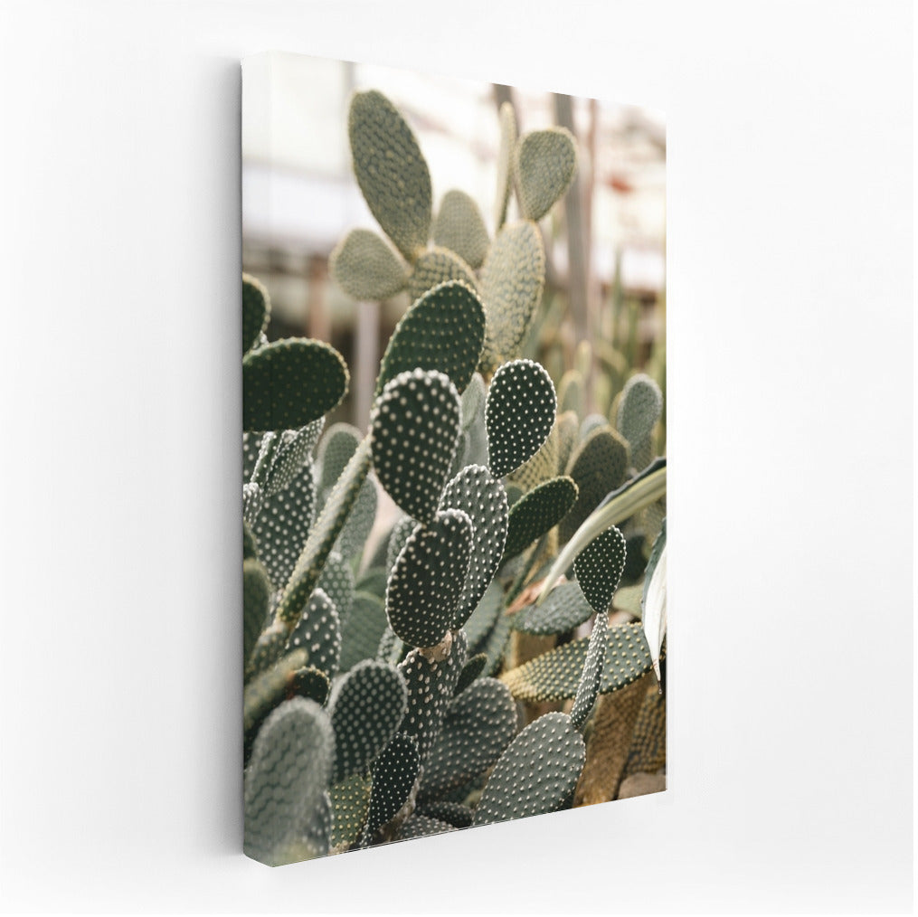Floral Charm: Bright Cacti in the Interior