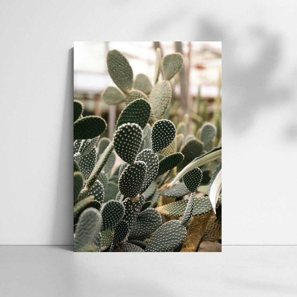 Floral Charm: Bright Cacti in the Interior