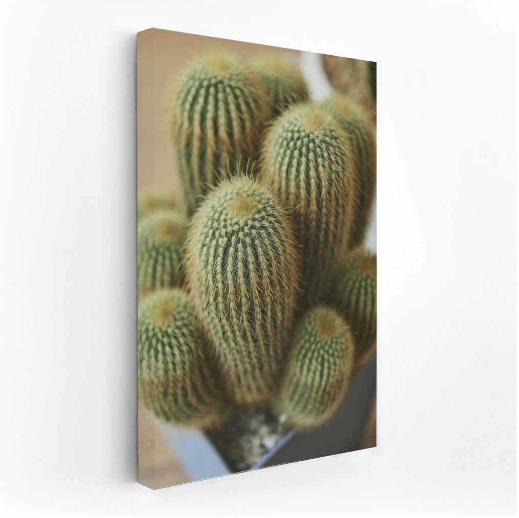 Desert Blooms: Cacti and Flowers