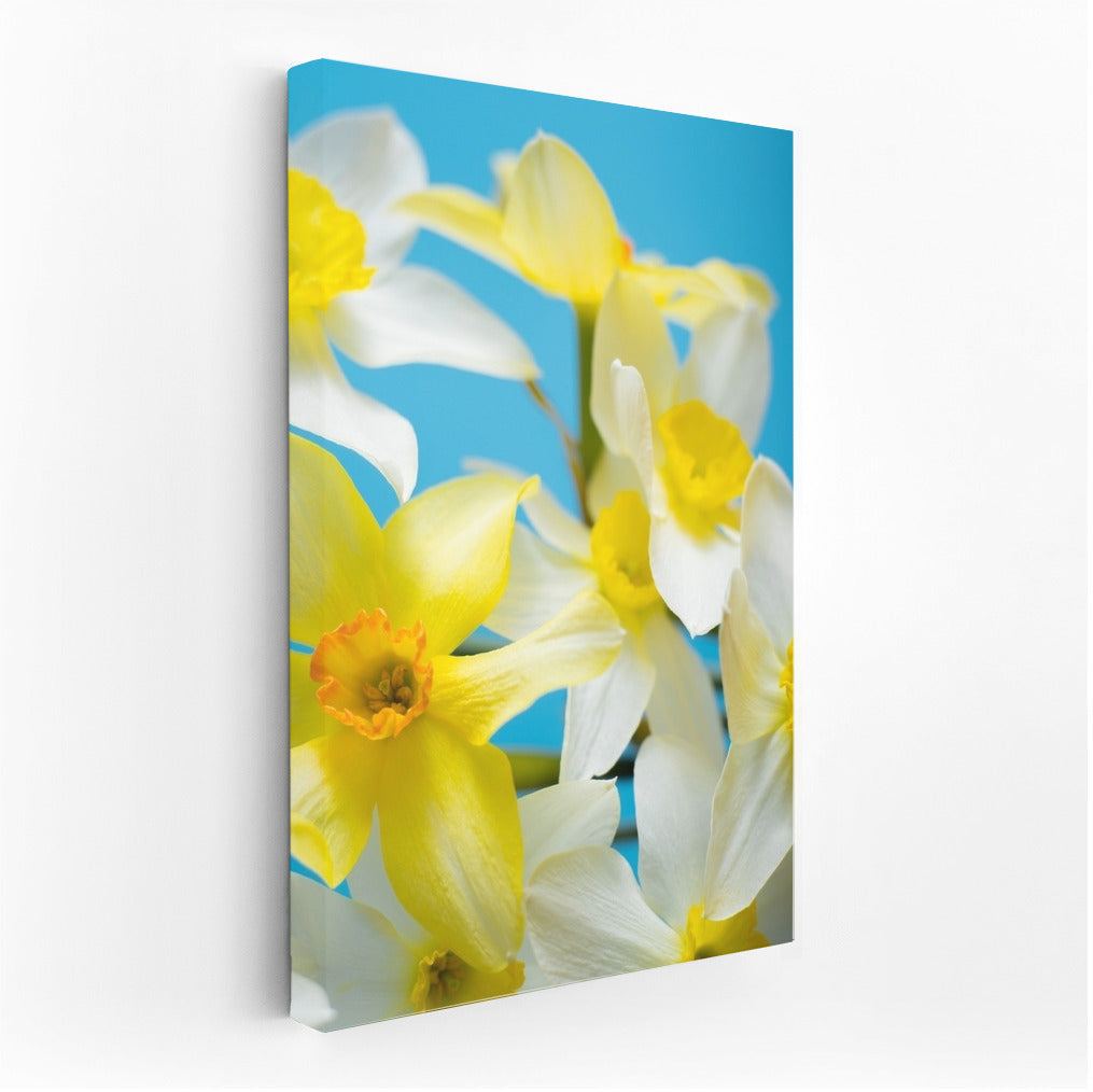 Floral Symphony: Yellow and White Daffodils of the Tête-à-Tête variety on a Blue Background
