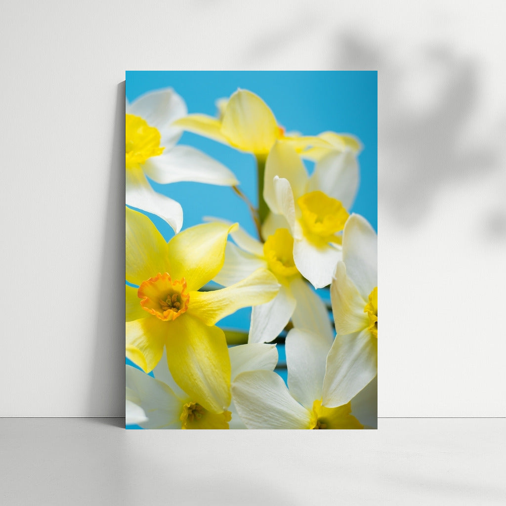 Floral Symphony: Yellow and White Daffodils of the Tête-à-Tête variety on a Blue Background