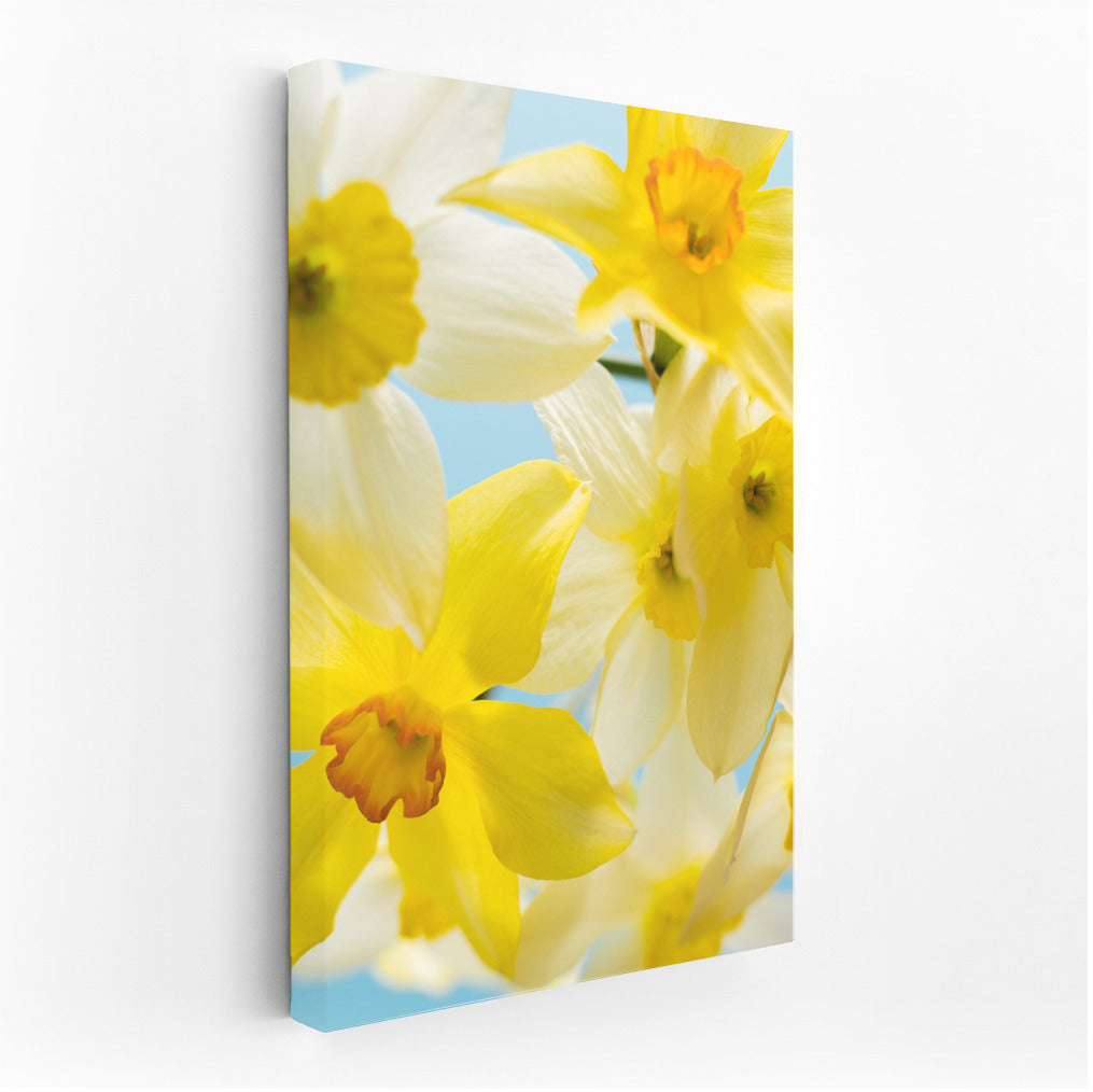Daffodils 'Tete-a-Tete' on Blue Background: Spring Inspiration