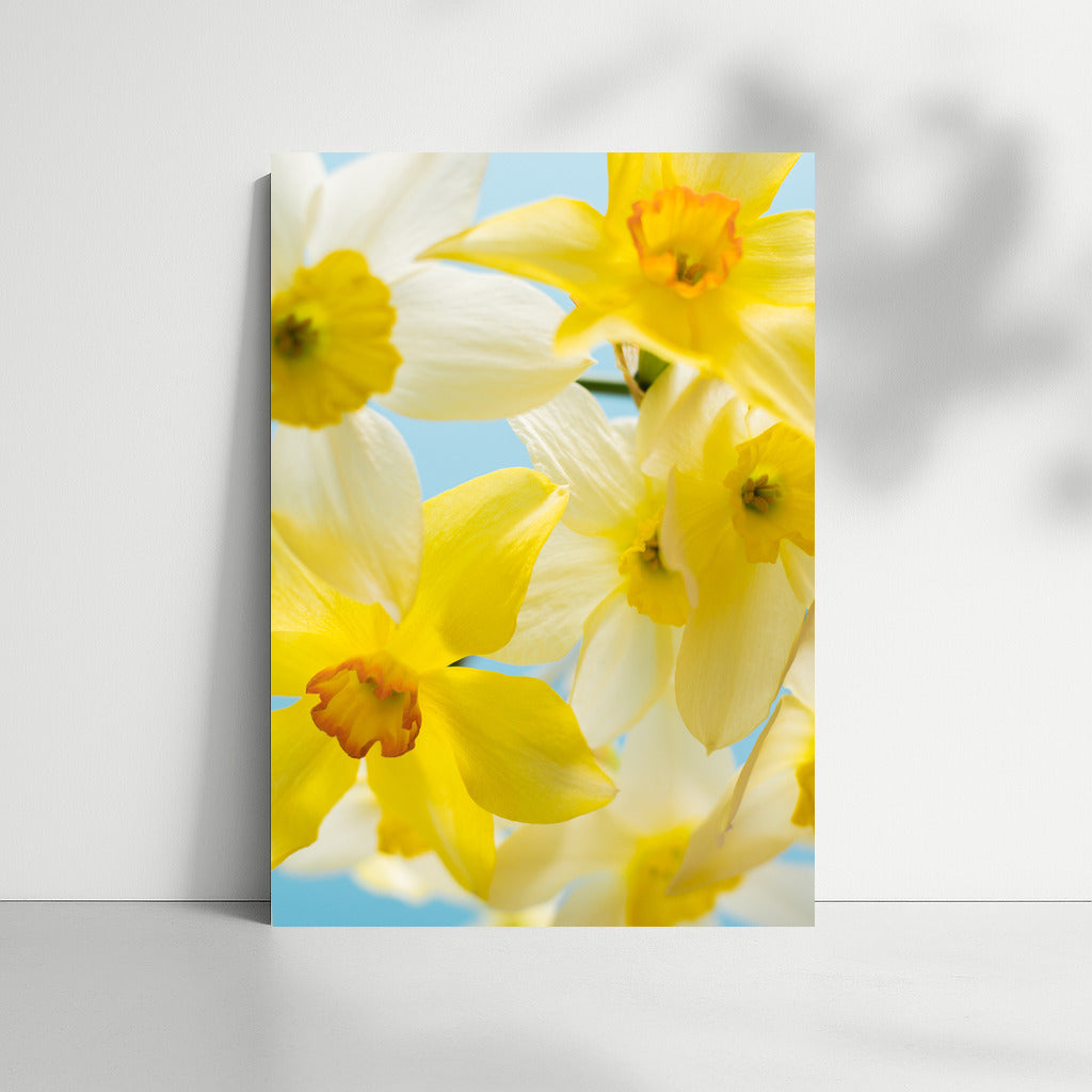 Daffodils 'Tete-a-Tete' on Blue Background: Spring Inspiration