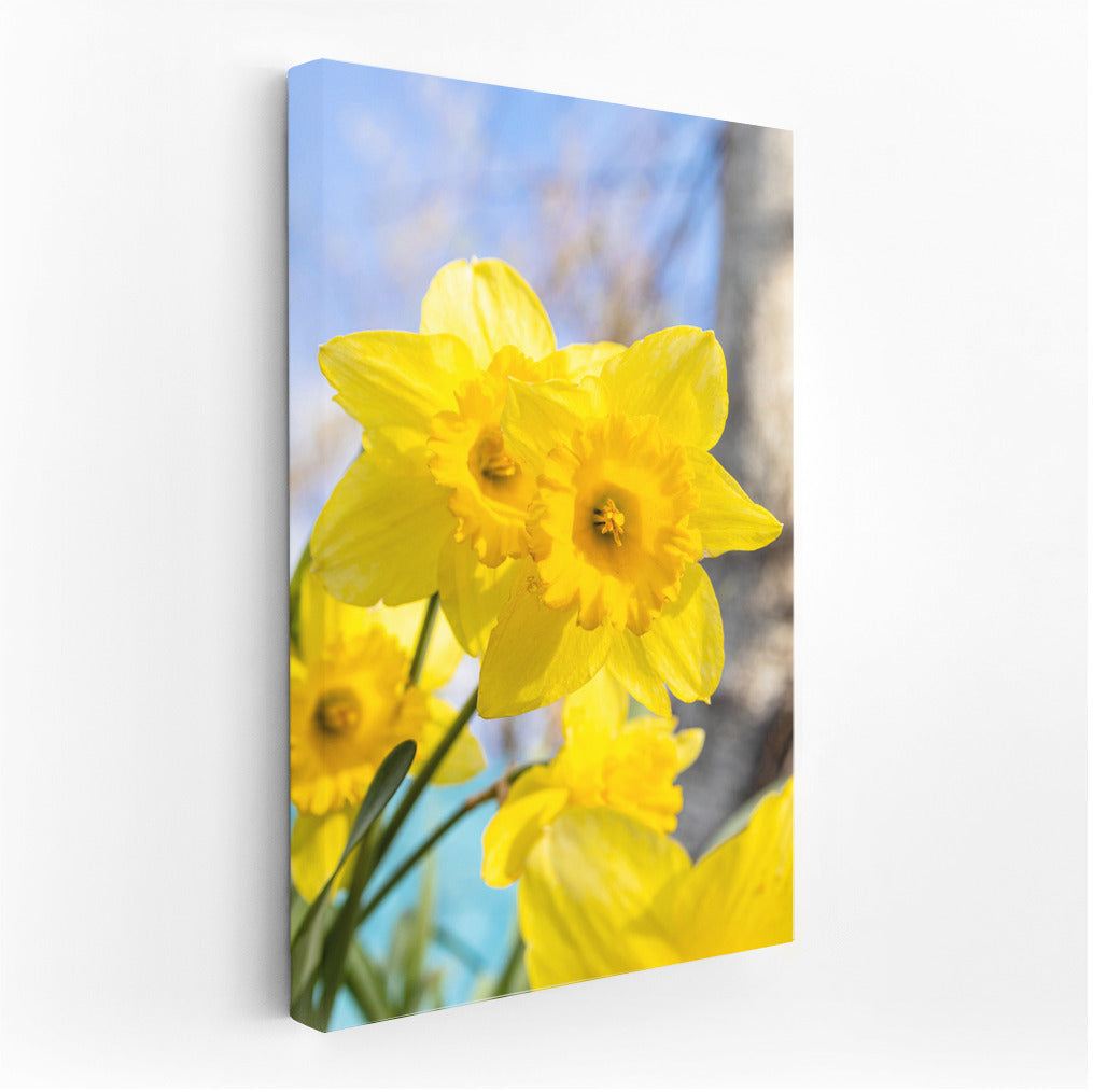 Spring Dance: Bright Daffodils of the Tet-a-Tet variety