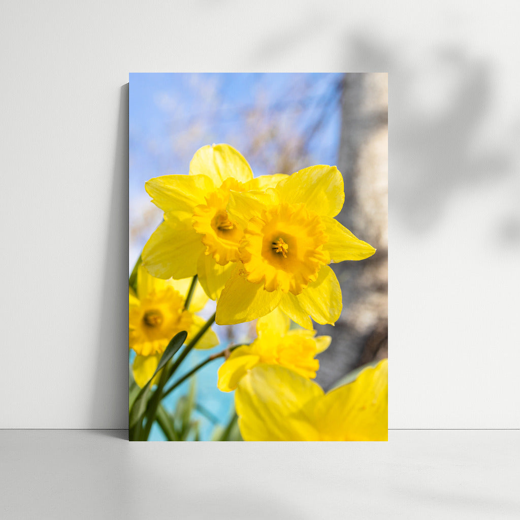 Spring Dance: Bright Daffodils of the Tet-a-Tet variety