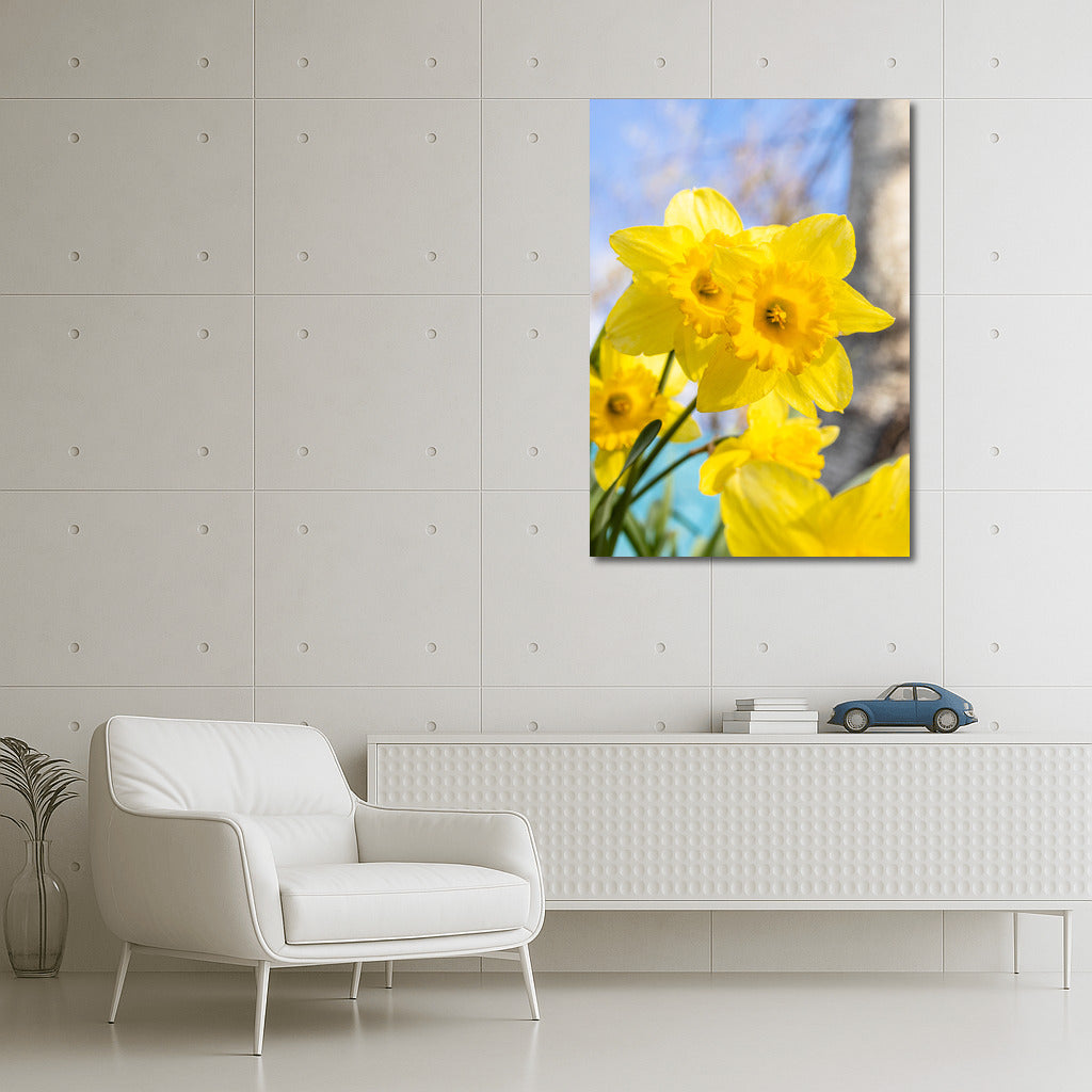 Spring Dance: Bright Daffodils of the Tet-a-Tet variety