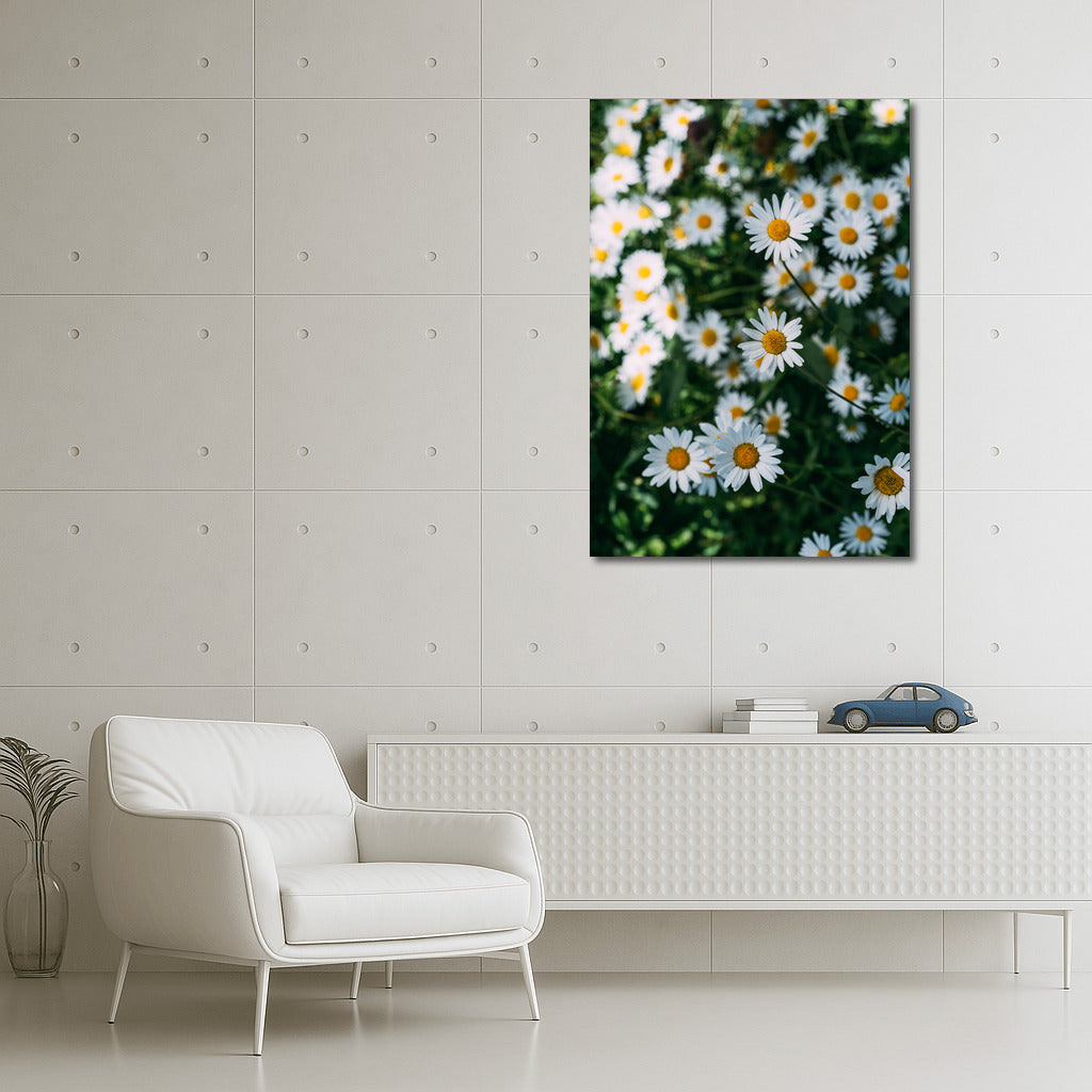 The Charm of Daisies: A Close Look at the Floral World