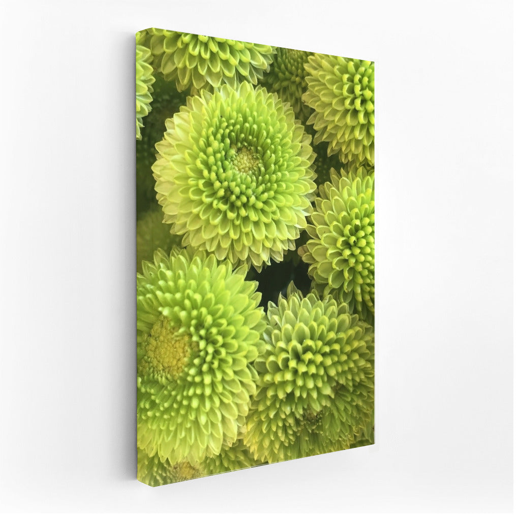 Green Chrysanthemums: Floral Magic for the Interior