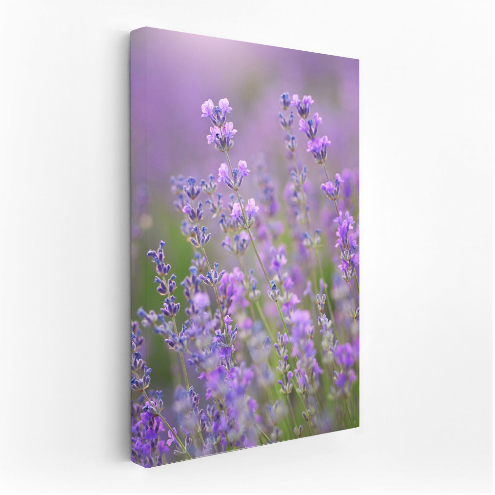 Lavender Flowers: The Scent of Nature in the Interior