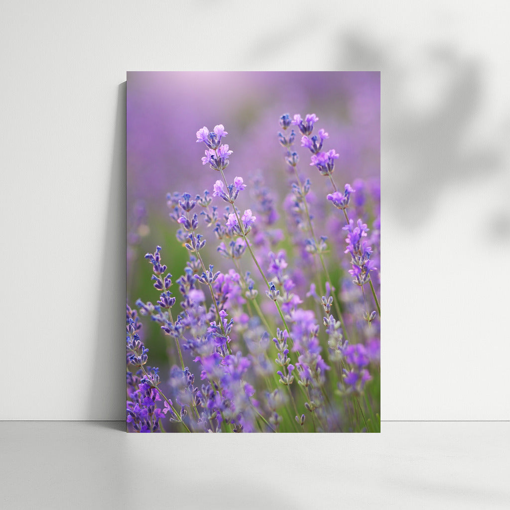Lavender Flowers: The Scent of Nature in the Interior