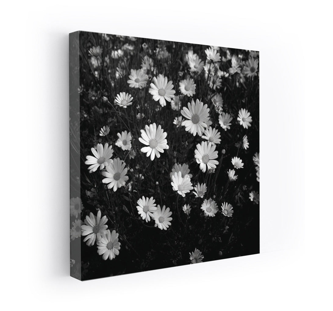 Shine of Bright Daisies: Floral Freshness for the Interior