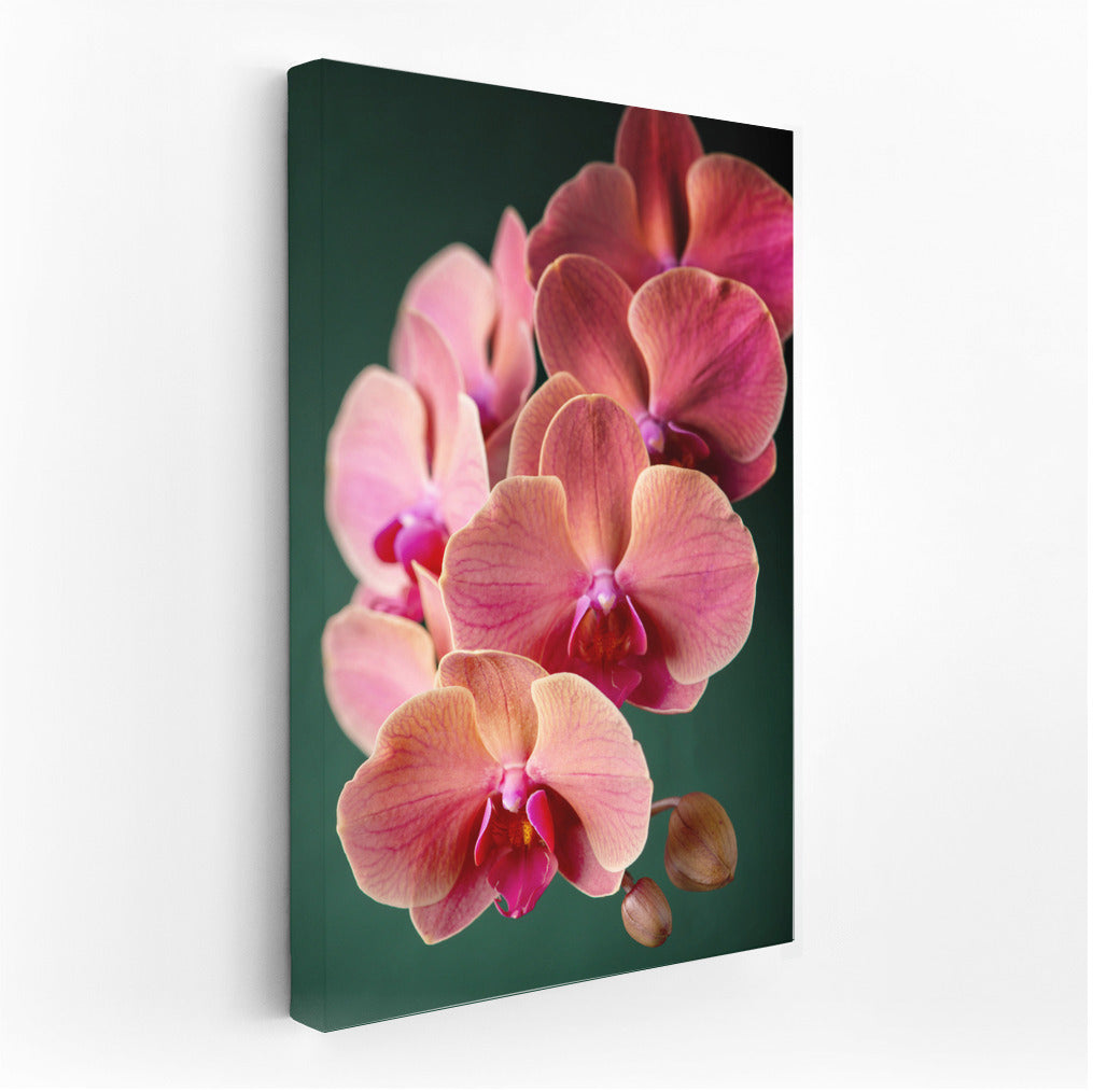Phalaenopsis Orchid: An Exquisite Floral Accent for the Interior