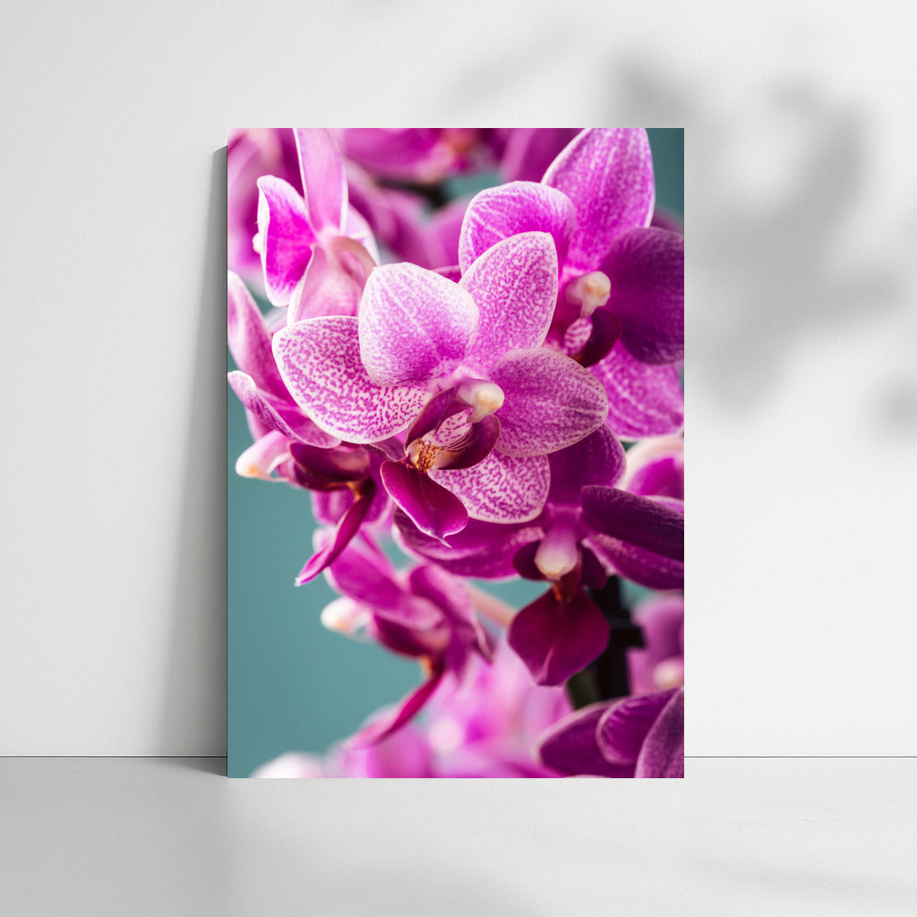 The Charm of Orchids: Delicate Flowers for the Interior