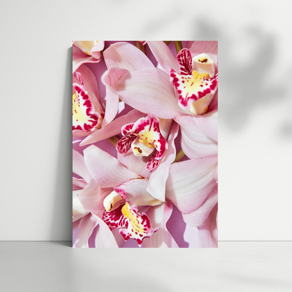 Orchid Bloom: Elegant Floral Decor for Interior