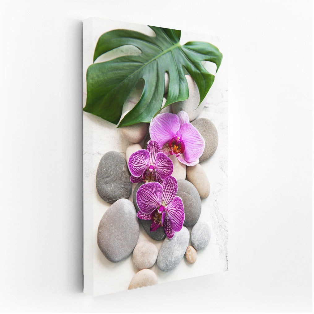 Phalaenopsis Orchids: Elegance on Rocks and Leaves