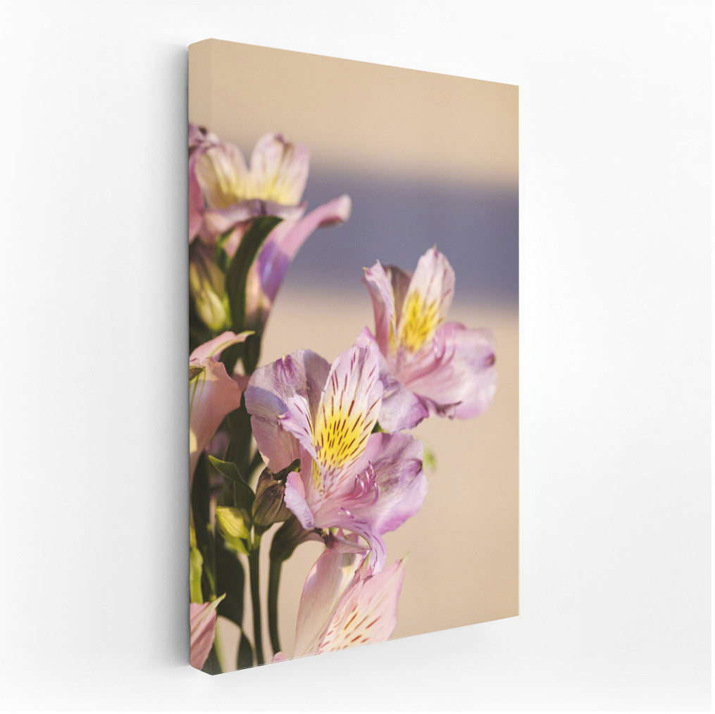 Spring Alyssum: Floral Symphony for Your Interior